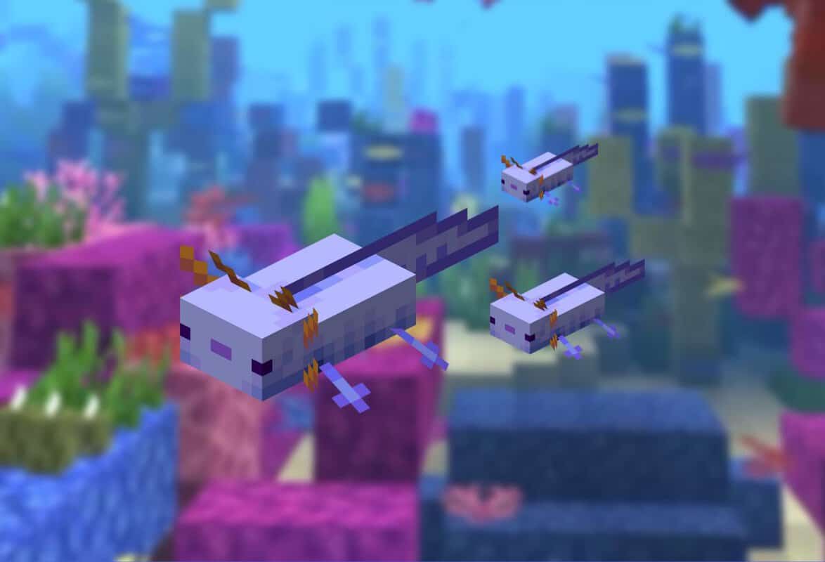 Cómo domesticar ajolotes en Minecraft 5 ajolote azul minecraft