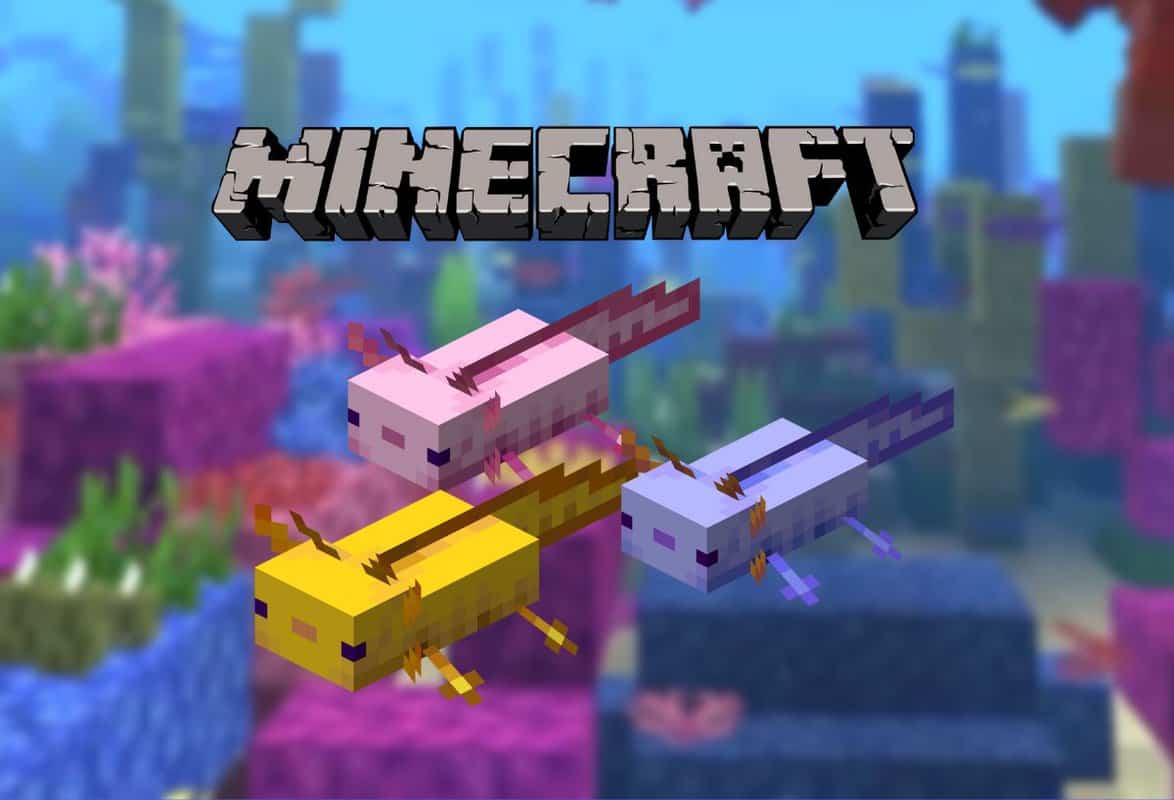 Cómo domesticar ajolotes en Minecraft 2 Tres ajolotes de Minecraft están nadando